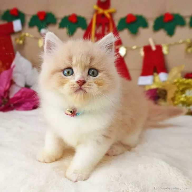 スコティッシュフォールド(立ち耳)【大阪府・男の子・2025年10月21日・クリームタビー&amp;ホワイト】の写真1