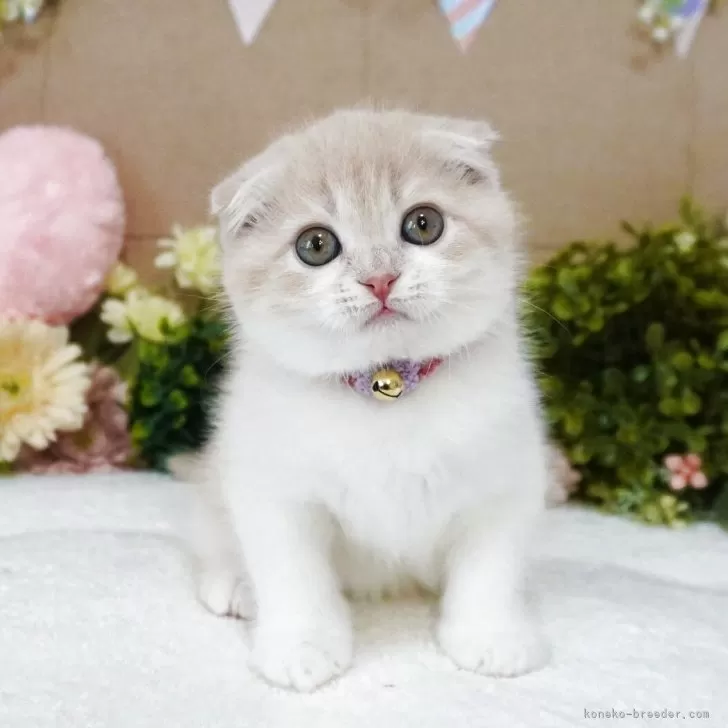 M.I 様のお迎えした子猫