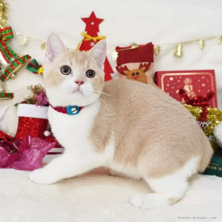ID：2412-01734の子猫