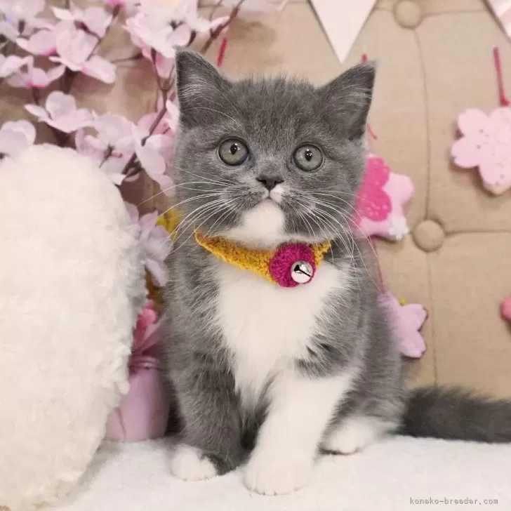 ID:2503-01855の子猫