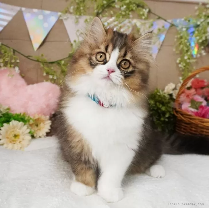 ID:2503-02048の子猫