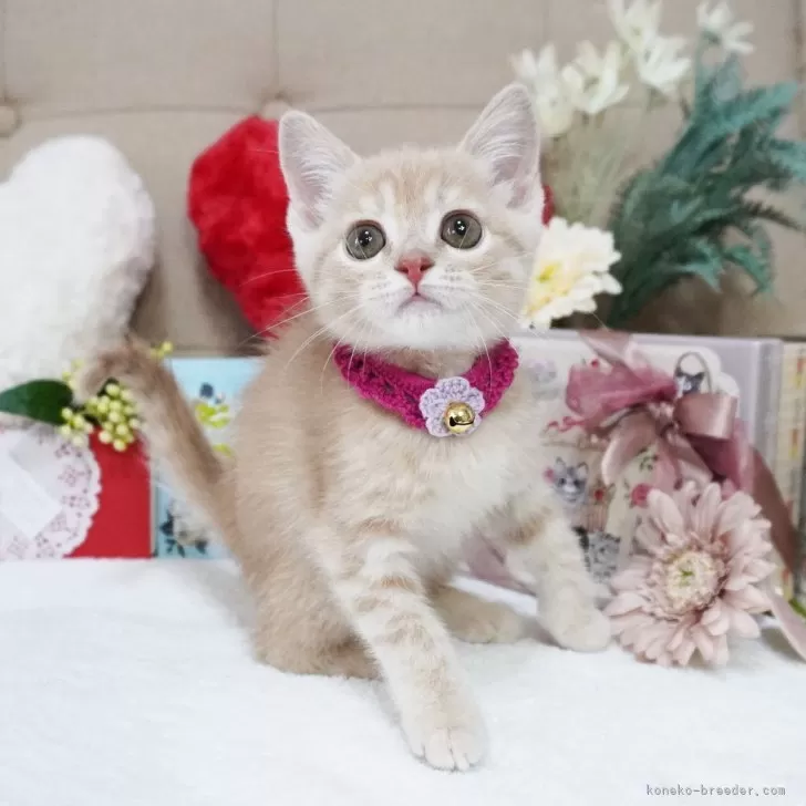 ID：2501-01867の子猫