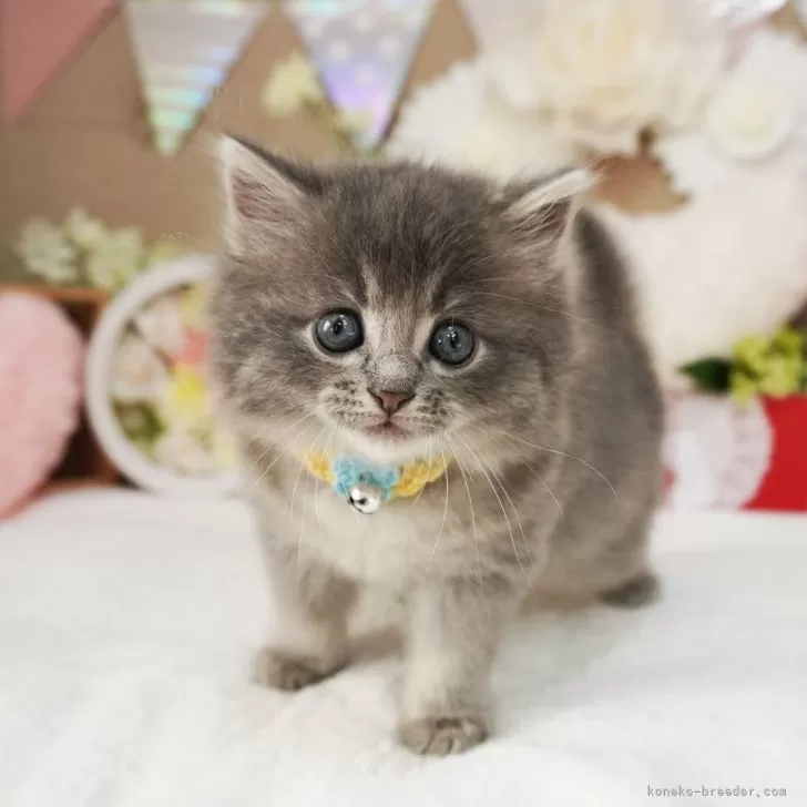 ID:2501-02029の子猫