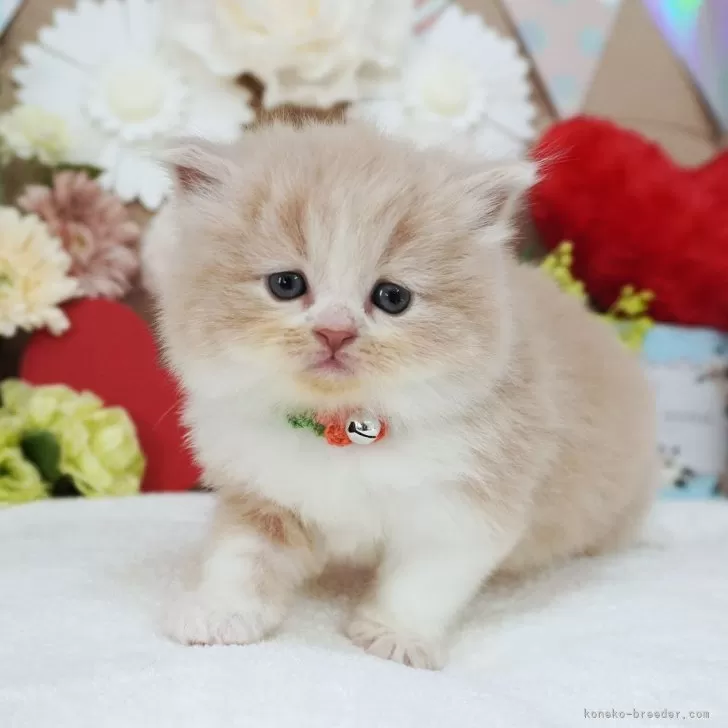 ID:2501-02545の子猫