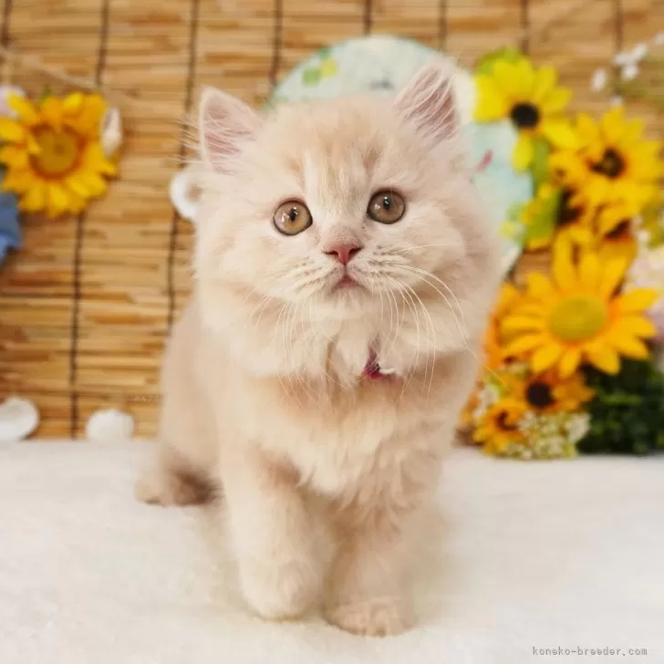 ID：2507-03131の子猫