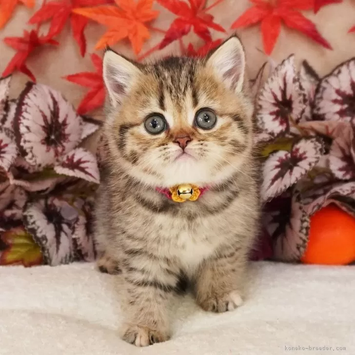 ブリティッシュショートヘア【大阪府・女の子・2025年9月22日・ブラウンパッチドマッカレルタビー】の写真1