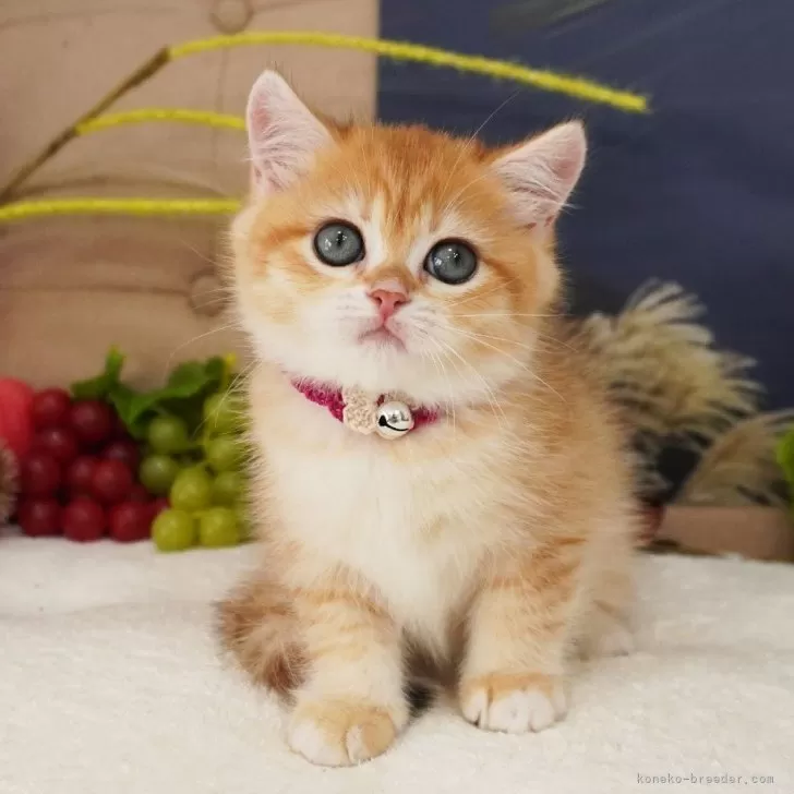 ID：2508-02246の子猫