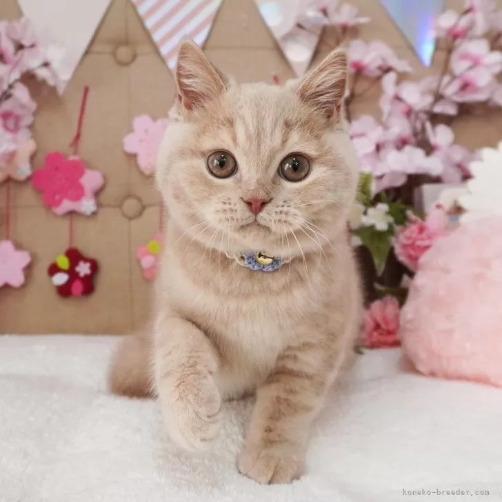 ID:2503-00589の子猫