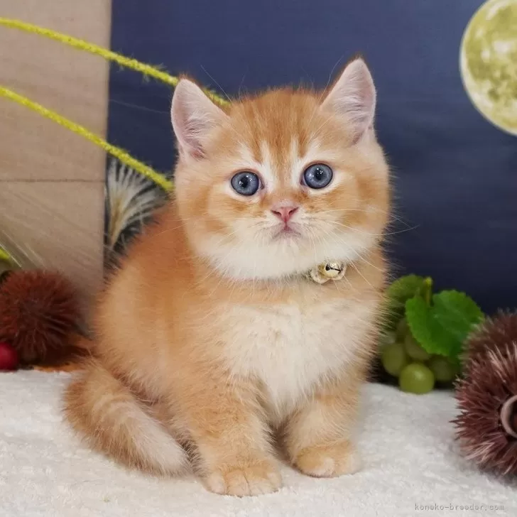 ID：2510-00335の子猫