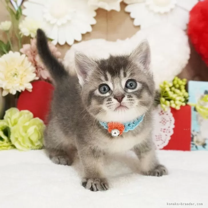 マキ 様のお迎えした子猫