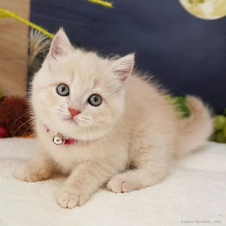 ID：2509-01899の子猫