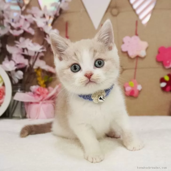 ID：2503-01084の子猫