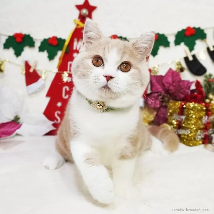 スコティッシュフォールド(立ち耳)【大阪府・男の子・2025年8月2日・クリームタビー&amp;ホワイト】の写真1