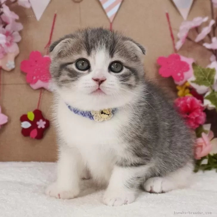 ID：2504-01743の子猫