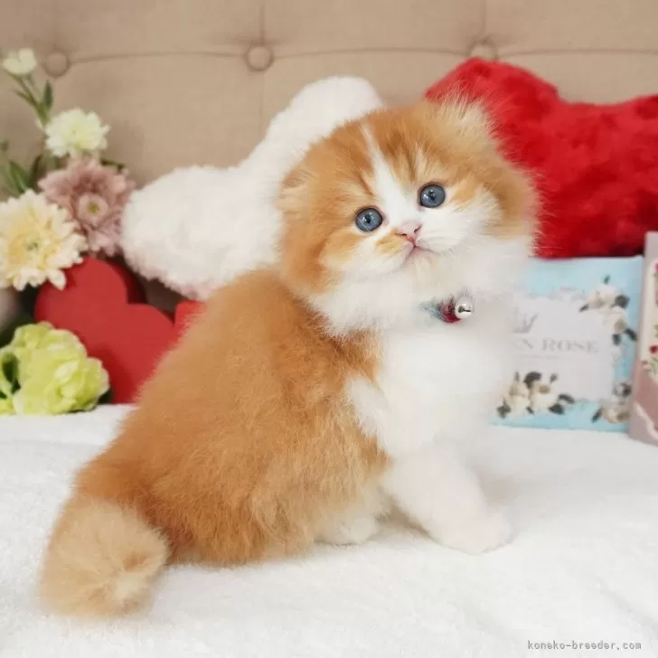 ID:2412-02282の子猫
