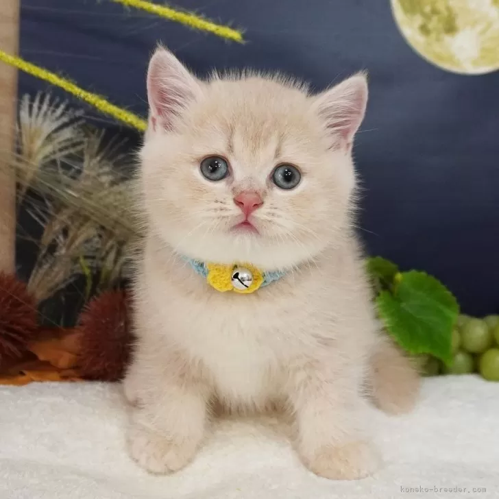 ブリティッシュショートヘア【大阪府・男の子・2025年7月25日・クリームティックドタビー】の写真1