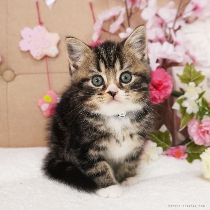 Y.K 様のお迎えした子猫