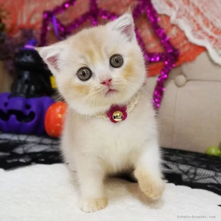 スプール 様のお迎えした子猫