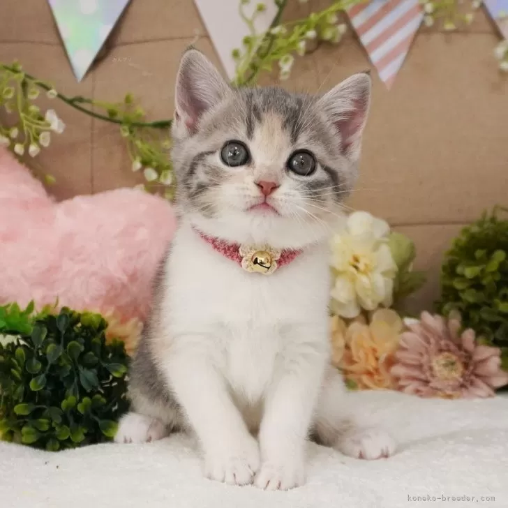 ヨッケ 様のお迎えした子猫