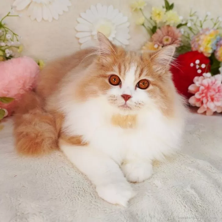 スコティッシュフォールド(立ち耳)【大阪府・男の子・2025年8月2日・クリームタビー&amp;ホワイト】の写真1