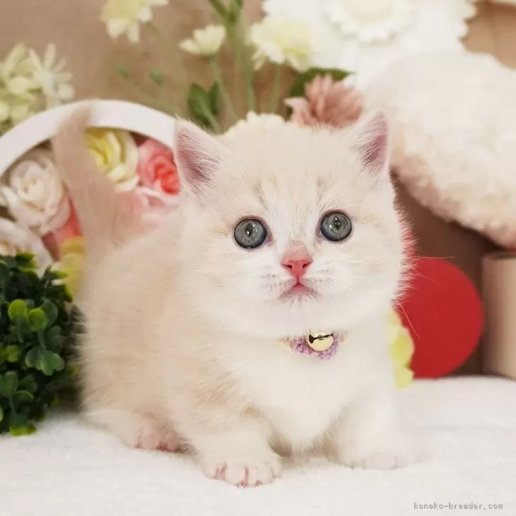 ID:2502-00810の子猫