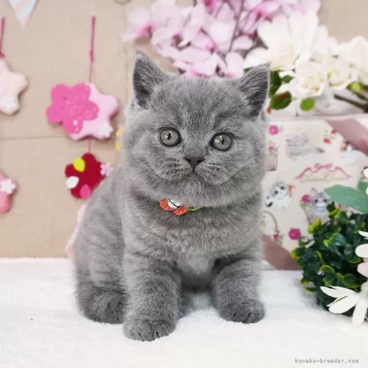 ID：2503-01210の子猫