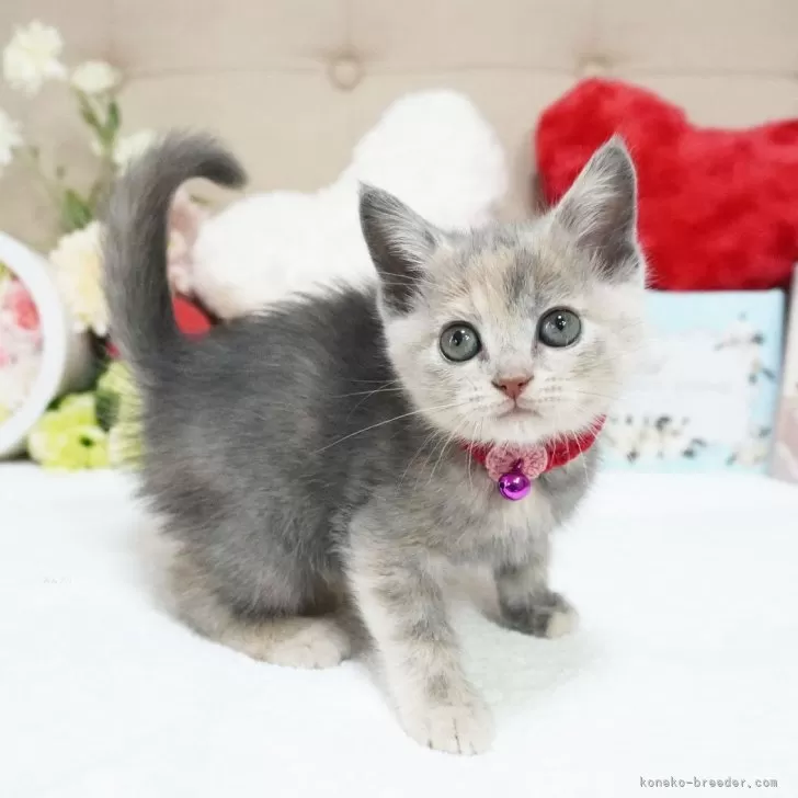 ID：2501-01871の子猫