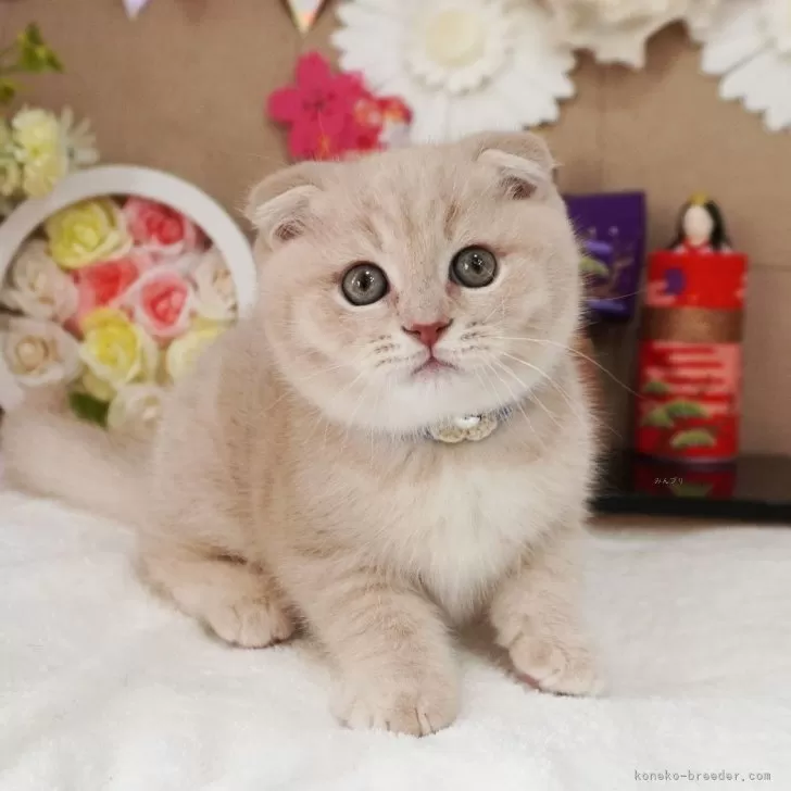 ID:2501-02458の子猫