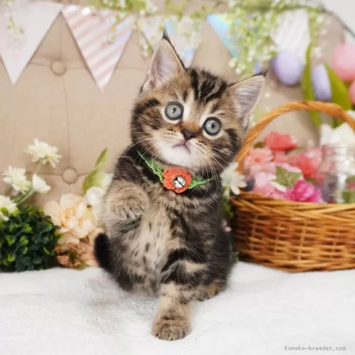 ID:2504-02330の子猫