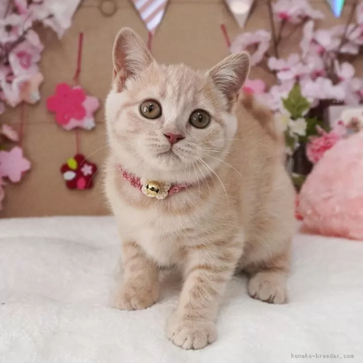 ID:2503-00937の子猫
