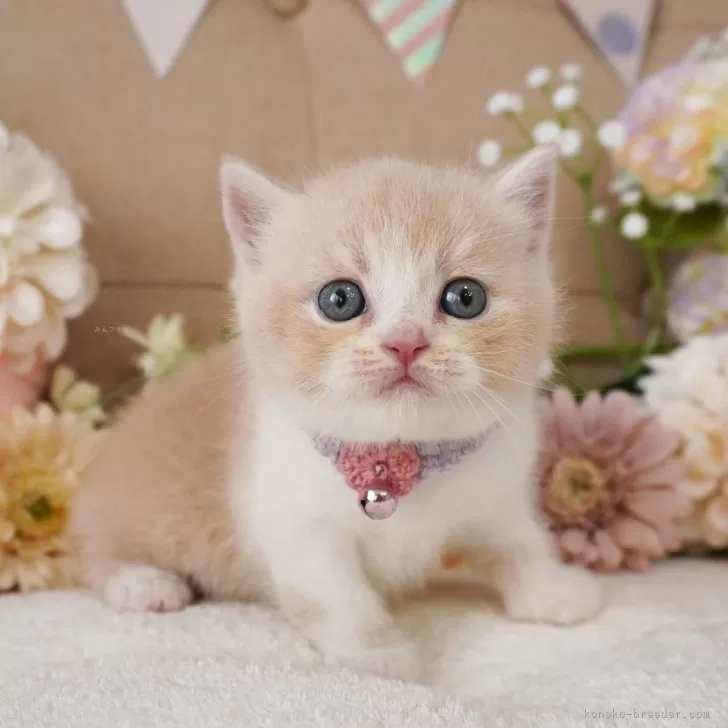 ID:2506-01967の子猫