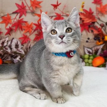 マンチカン(短足)【大阪府・男の子・2025年7月28日・ブルーティックドタビー（ショートヘア）】の写真「短いあんよとくりくりおめめが可愛い♡」