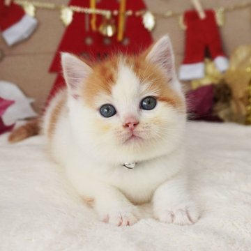 スコティッシュフォールド(立ち耳)【大阪府・男の子・2025年10月21日・レッド&ホワイト（ショートヘア）】の写真「まんまるお顔でコロンコロン♪水玉模様みたいな子♡」