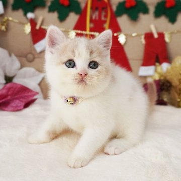 スコティッシュフォールド(立ち耳)【大阪府・女の子・2025年10月21日・クリーム&ホワイト（ショートヘア）】の写真「おめめくりくり♪ちょっぴりタレ目ちゃん♡」