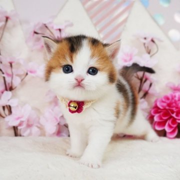 スコティッシュフォールド(立ち耳)【大阪府・女の子・2026年2月4日・ブラウンパッチドティックドタビー&ホワイト（ショートヘア）】の写真「おめめがくりくりでまん丸お顔♡」