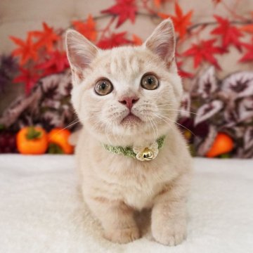 マンチカン(短足)【大阪府・男の子・2025年8月2日・クリームマッカレルタビー（ショートヘア）】の写真「明るいクリームカラーの短足君♡」