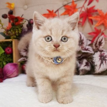 ブリティッシュショートヘア【大阪府・男の子・2025年9月5日・クリームタビー（ショートヘア）】の写真「可愛いクリームカラー♡まんまるコロコロ♪」