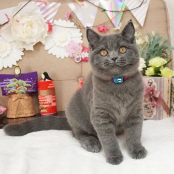 スコティッシュフォールド(立ち耳)【大阪府・男の子・2024年11月14日・ブルー（ショートヘア）】の写真「くりくりおめめにまんまるお顔♪遊ぶの大好き♡」