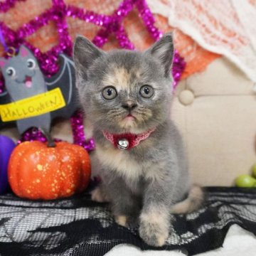 スコティッシュフォールド(立ち耳)【大阪府・女の子・2025年8月27日・ブルークリーム（ショートヘア）】の写真「おめめくりくり♡とっても甘えん坊♡遊ぶの大好き♡」