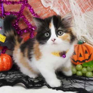 スコティッシュフォールド(立ち耳)【大阪府・女の子・2025年8月31日・キャリコ(ロングヘア(セミロング))】の写真「ふわふわのロングヘア♡可愛い三毛ちゃんです♪」