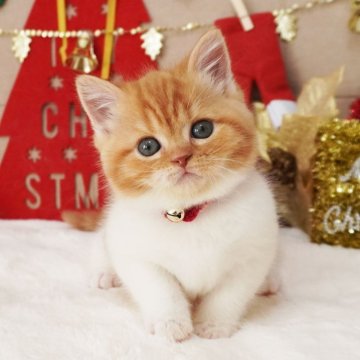 スコティッシュフォールド(立ち耳)【大阪府・女の子・2025年10月21日・レッド&ホワイト（ショートヘア）】の写真「おめめくりくり♪ちょっぴりタレ目ちゃん♡」