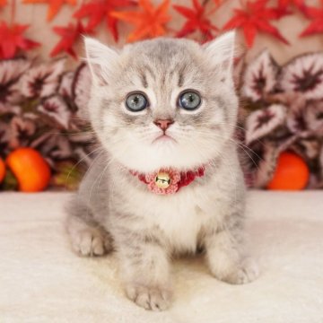 マンチカン(長足)【大阪府・女の子・2025年9月23日・ブルーパッチドマッカレルタビー（ショートヘア）】の写真「おめめくりくり♡とっても甘えん坊な長足ちゃん♡」