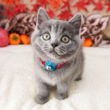 マンチカン(長足)【大阪府・男の子・2025年9月5日・ブルー（ショートヘア）】の写真「綺麗なブルーカラー♪まんまるの長足君♡」