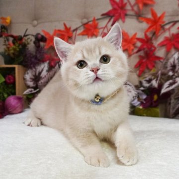 ブリティッシュショートヘア【大阪府・男の子・2025年7月25日・クリームティックドタビー（ショートヘア）】の写真「明るめのクリームカラー♡まんまるコロコロ♪」