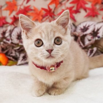 マンチカン(短足)【大阪府・女の子・2025年8月2日・クリームマッカレルタビー（ショートヘア）】の写真「明るいクリームカラーの短足ちゃん♡」