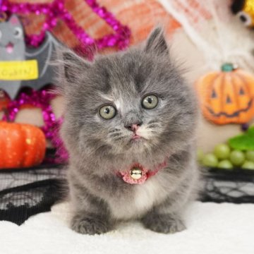 マンチカン(短足)【大阪府・女の子・2025年8月17日・ブルークリーム（セミロングヘア）】の写真「とっても甘えん坊。遊ぶの大好き♪短足ちゃん♡」