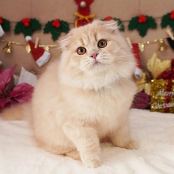 スコティッシュフォールド(折れ耳)【大阪府・男の子・2025年8月7日・クリーム（ロングヘア）】の写真「お顔もおめめもまんまる♡もっふもふです♡」