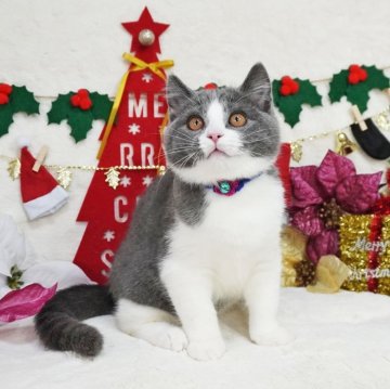 マンチカン(長足)【大阪府・男の子・2025年8月17日・ブルー&ホワイト（ショートヘア）】の写真「とっても甘えん坊。遊ぶの大好き♪はちわれくん♡」