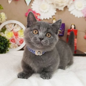 マンチカン(短足)【大阪府・男の子・2024年11月28日・ブルー（ショートヘア）】の写真「超短足♡おめめくりくり♡とっても甘えん坊♪」