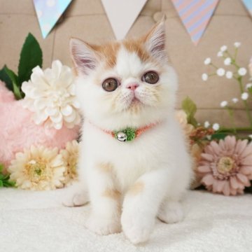 エキゾチックショートヘア【大阪府・男の子・2025年3月27日・レッド&ホワイト（ショートヘア）】の写真「おめめくりくり♪両親共に外産です♡」